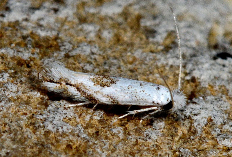 Bucculatrix albedinella - Bucculatricidae